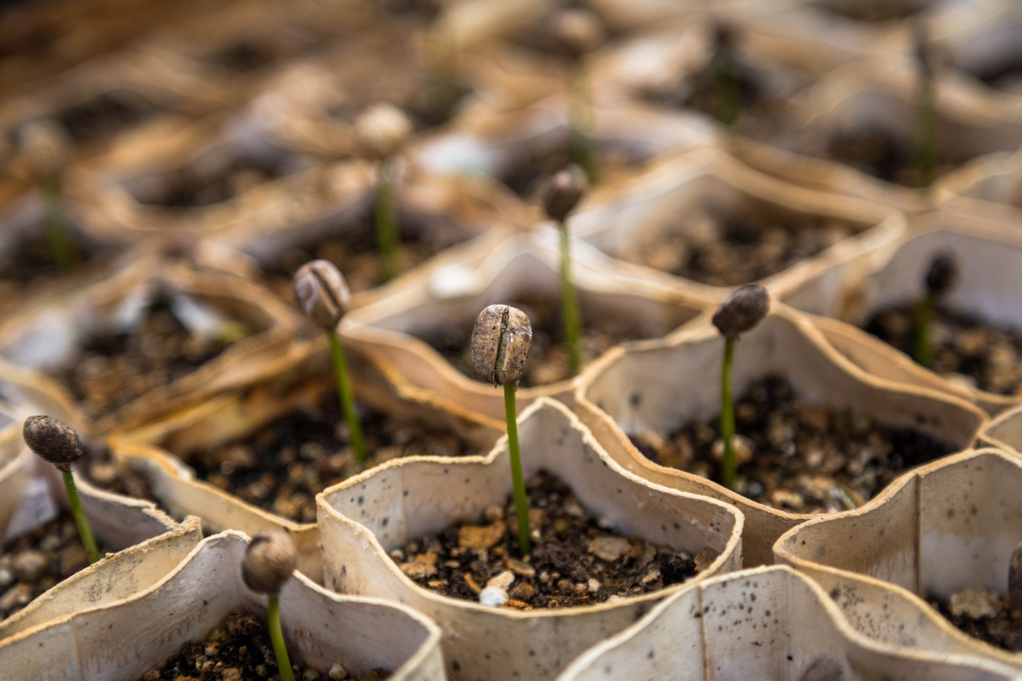 Fresh start in life plant saplings