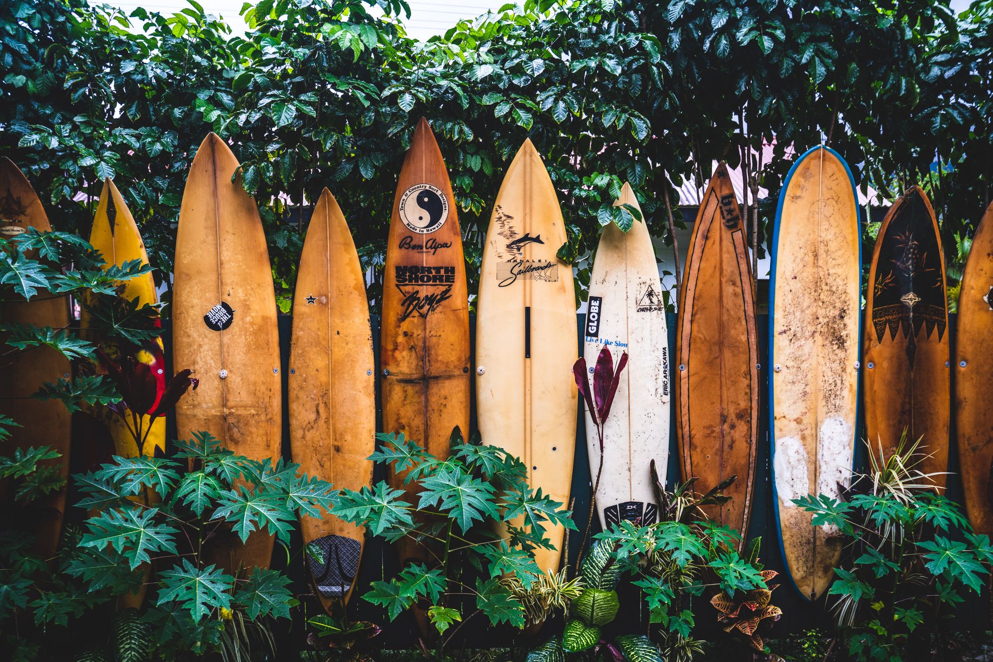 Surf boards on display