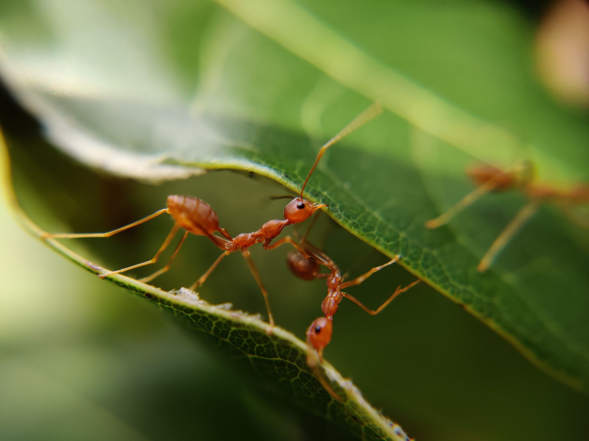 Ants fighting for survival 