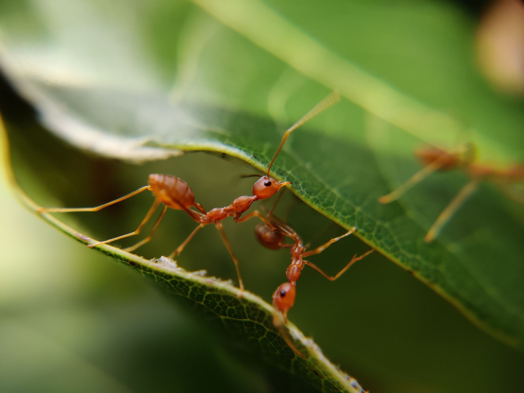 Ants fighting for survival