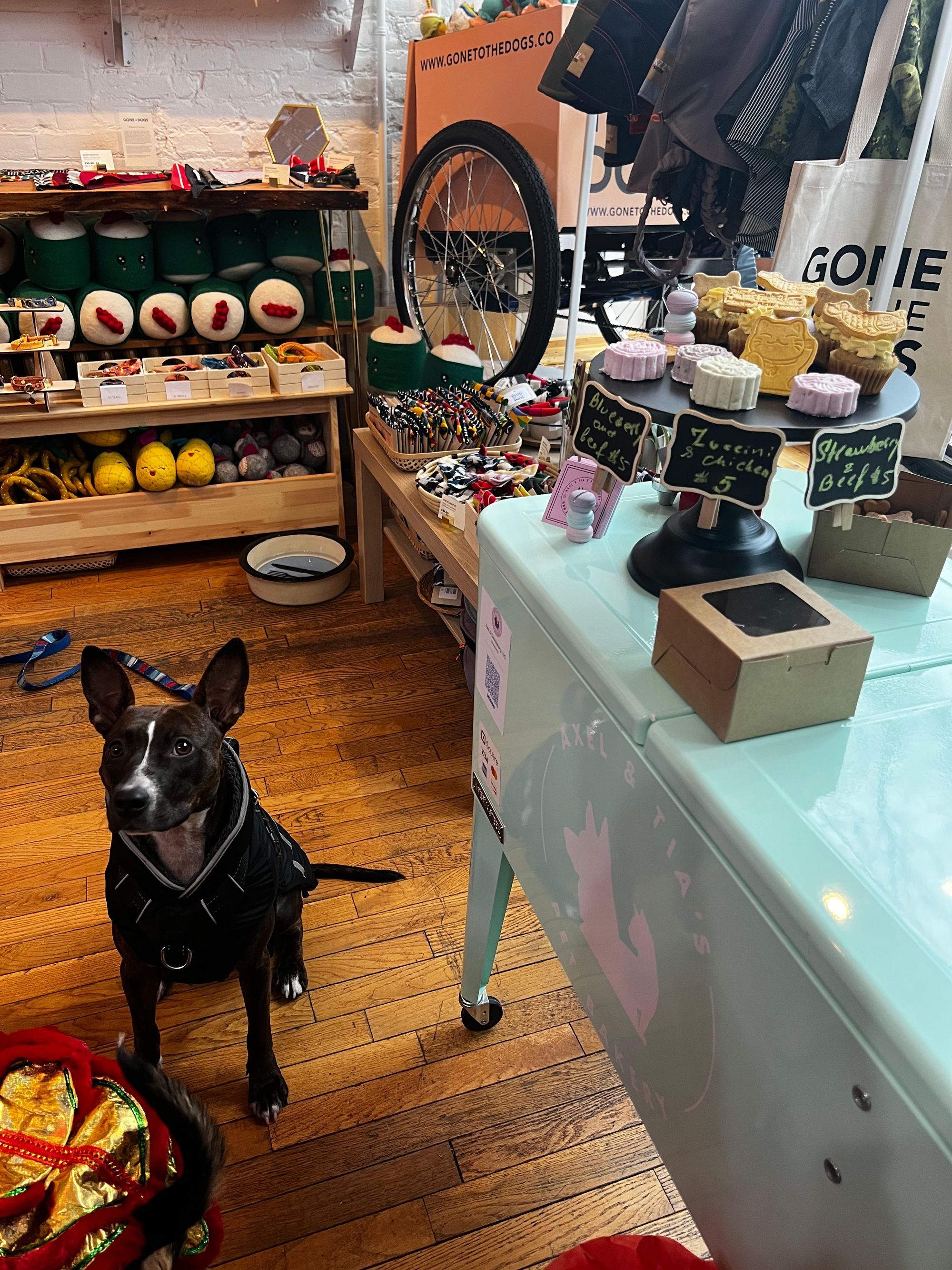 Pawlicious Cakes - Axel & Tia’s Bakery