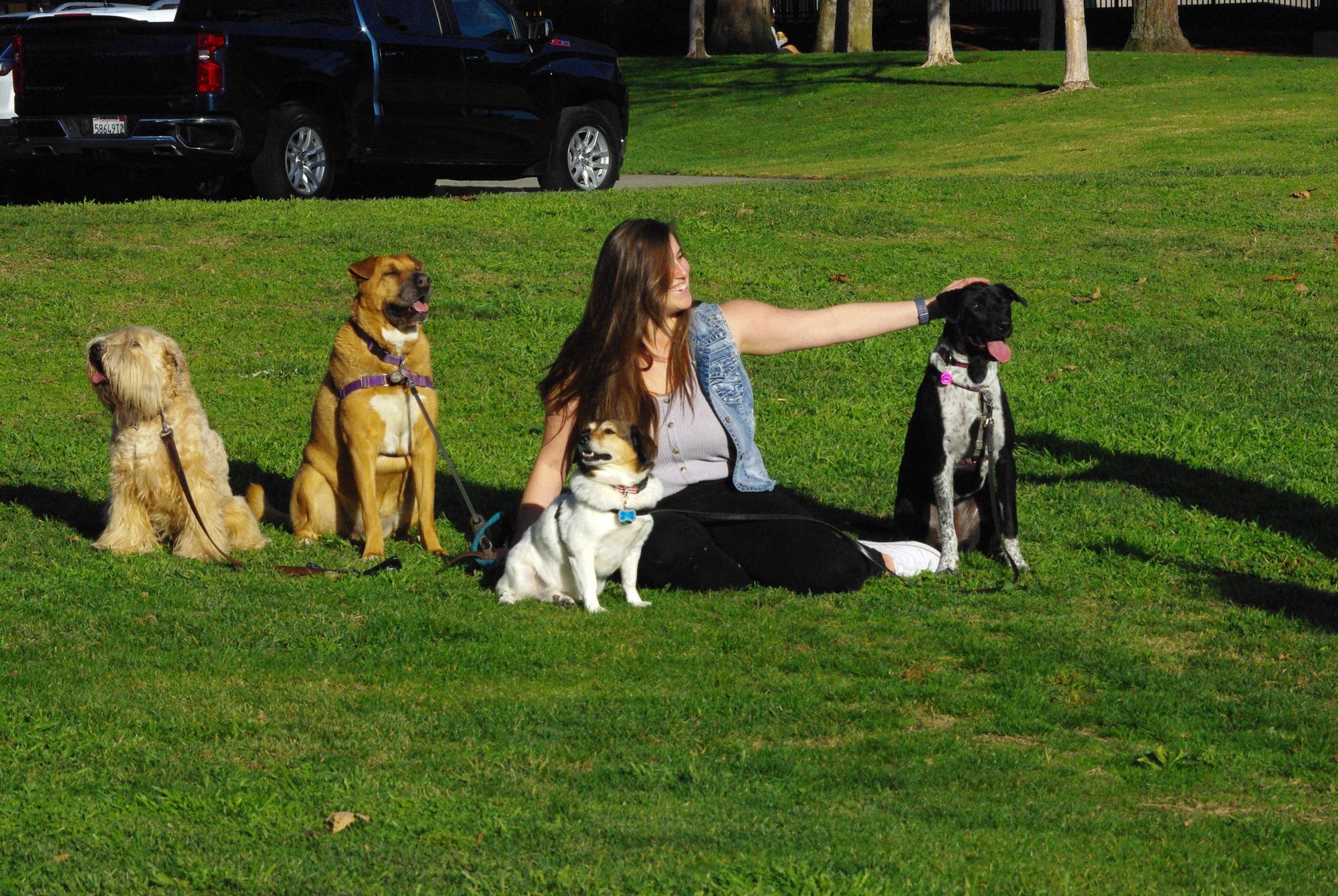 Force Free Dog Training - Perfect Pals Dog Training