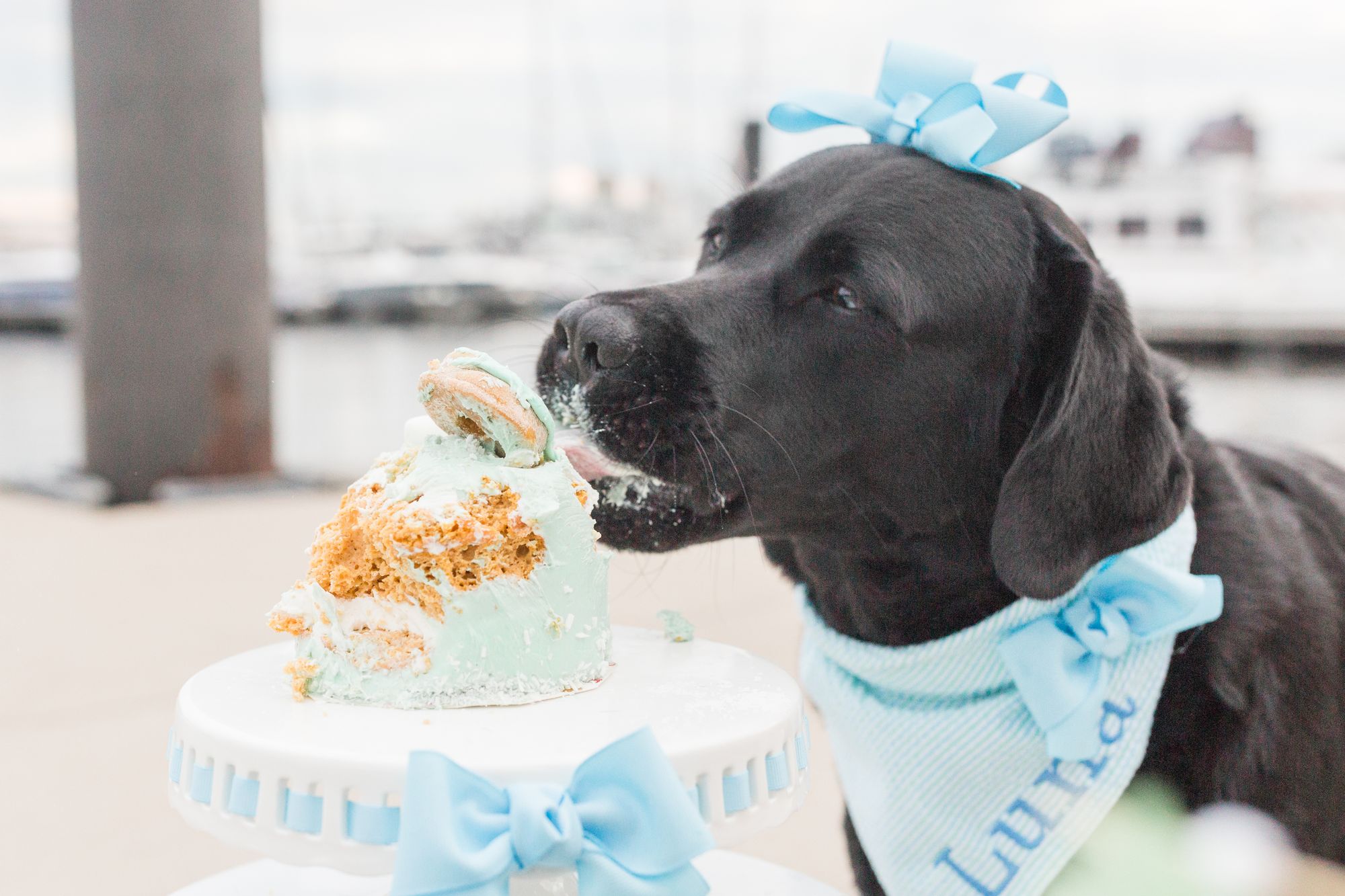 Puppy eating cake outlet
