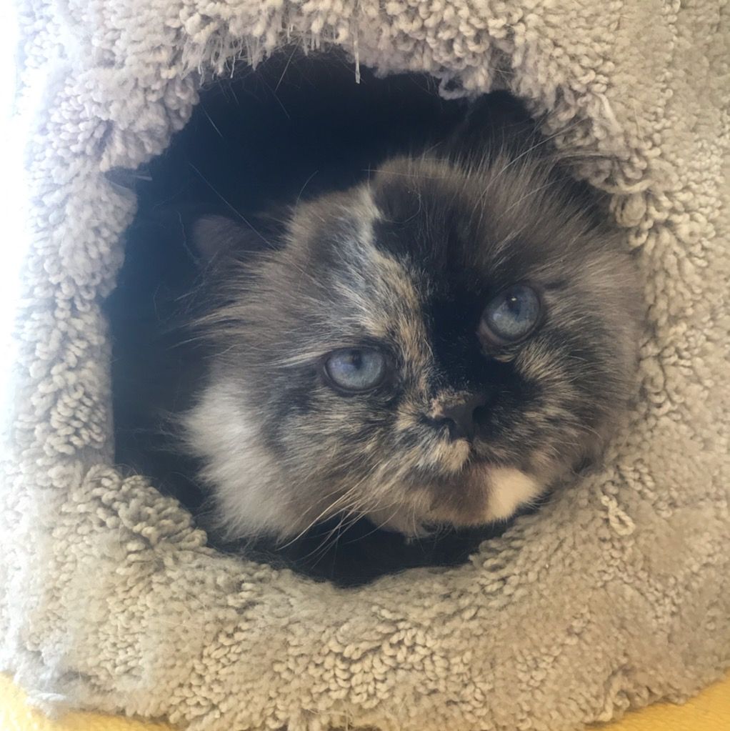 Calgary’s Premiere Pet Resort - Springbank Pet Resort