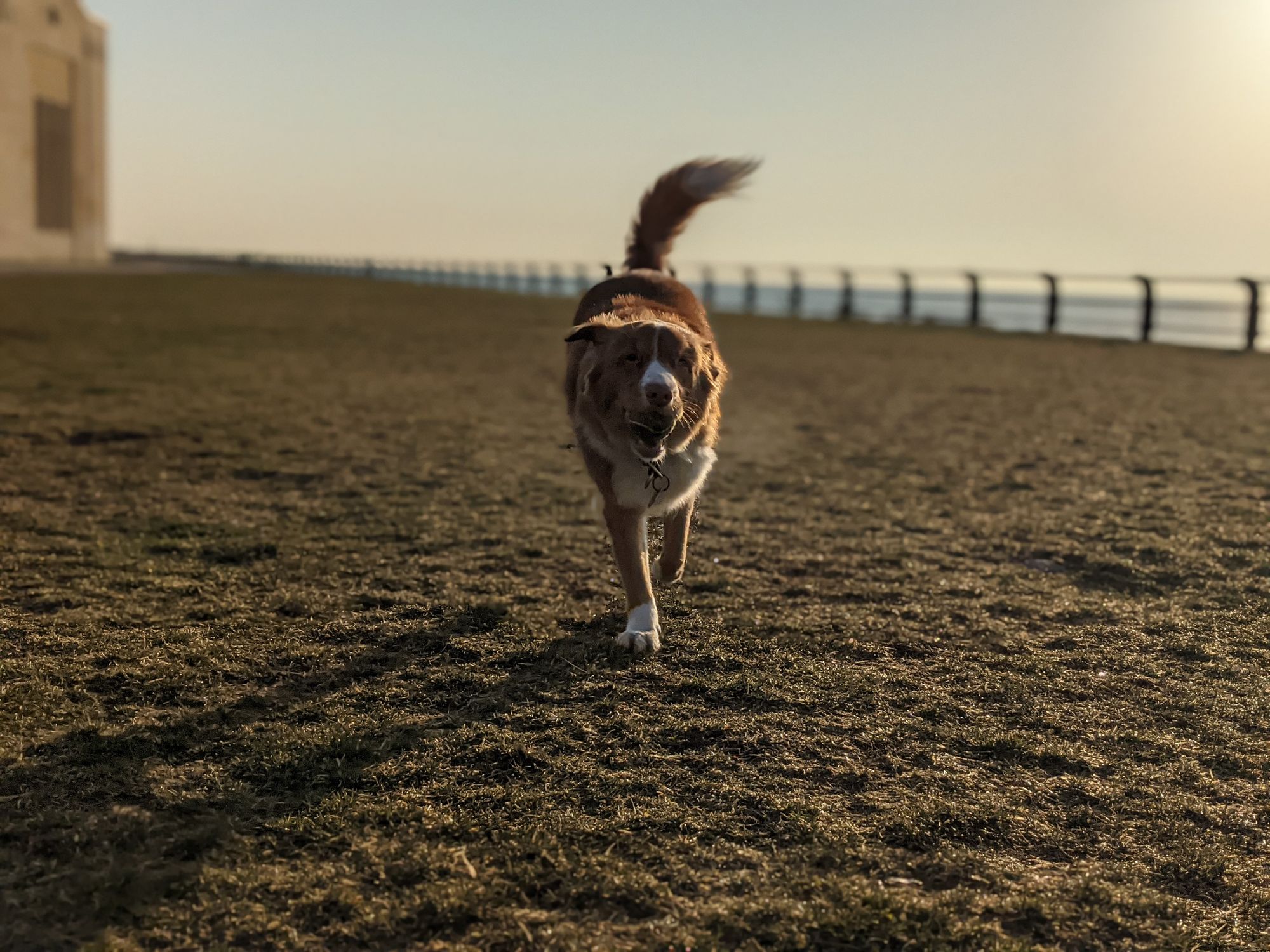 Science-based Training - The Balanced Canine