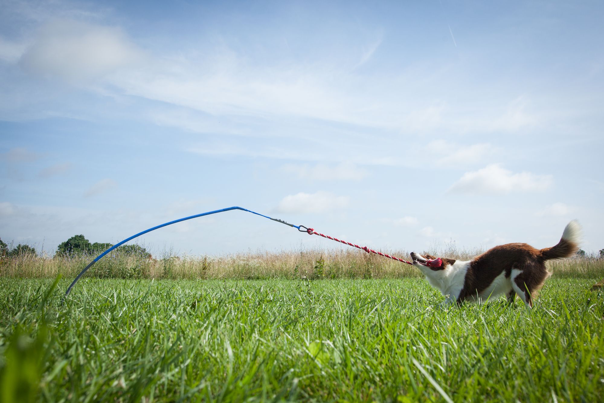 We Help Tucker Out Active Dogs - Tether Tug