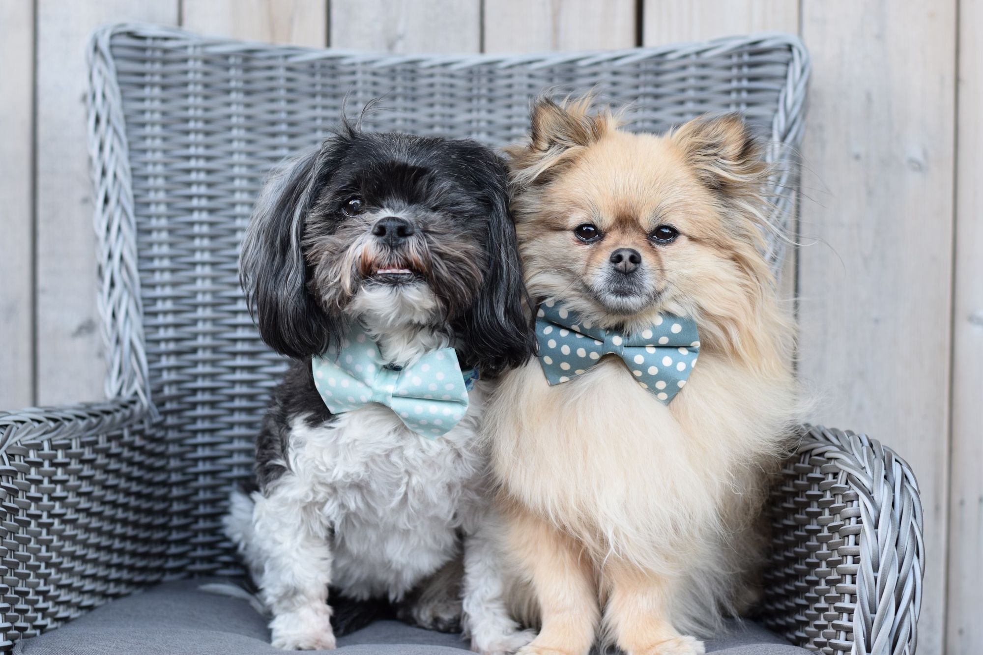 Crafted For Your Pets - The Fox Tail Boutique