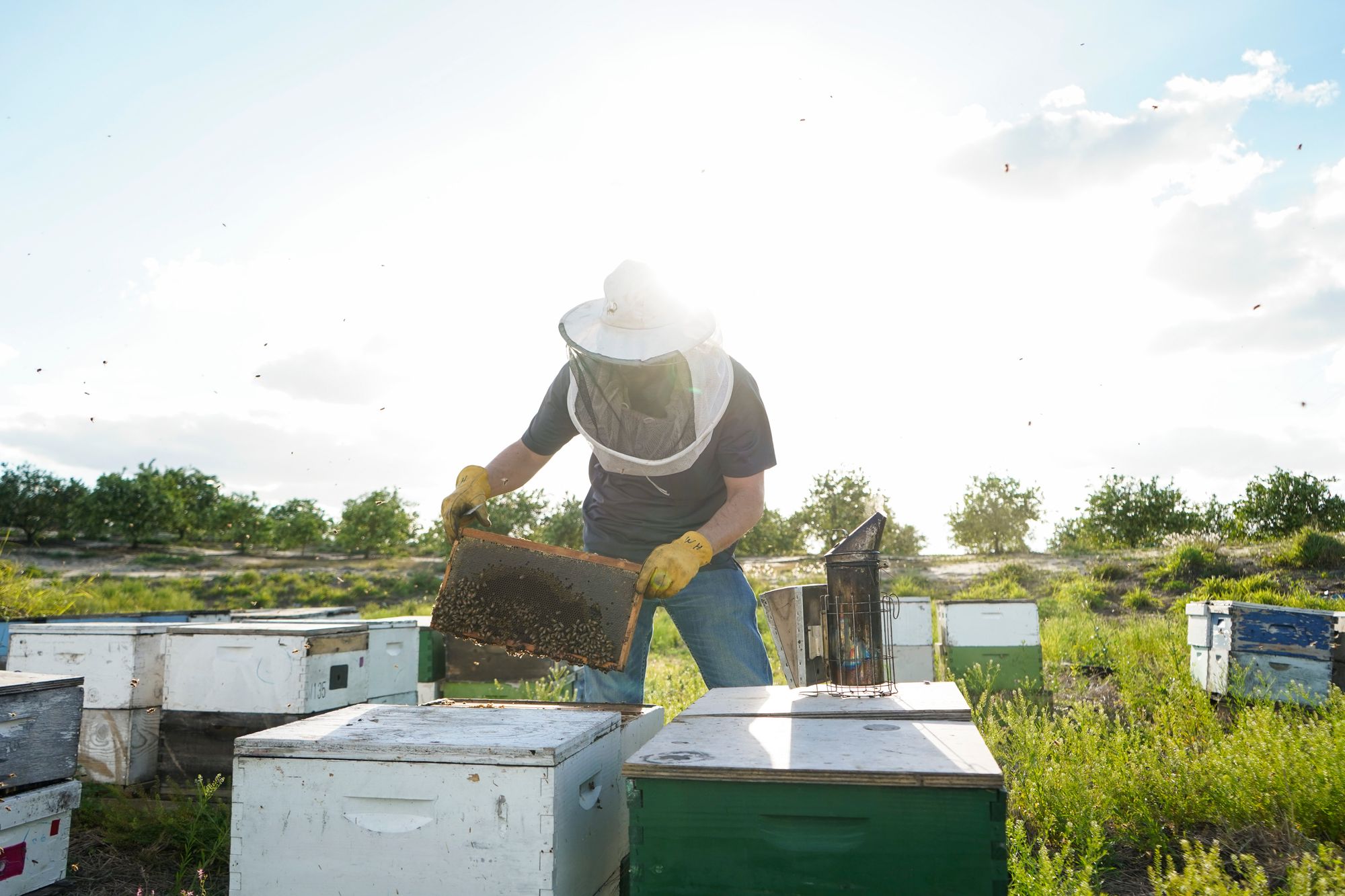 Just How the Bees Made It - World Honey Market