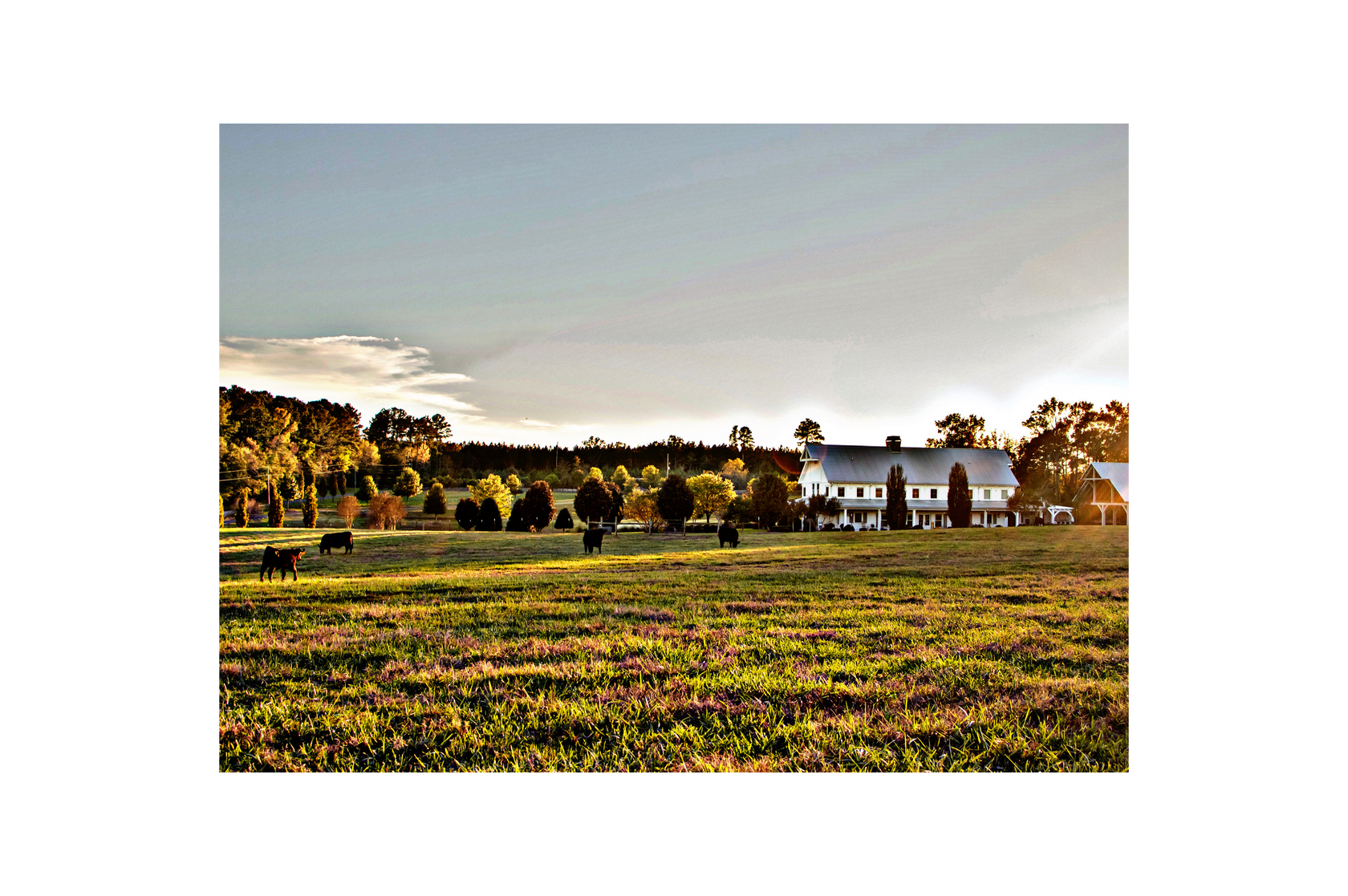 Watkinsville's All Natural Angus Beef Farm - Precise Cattle