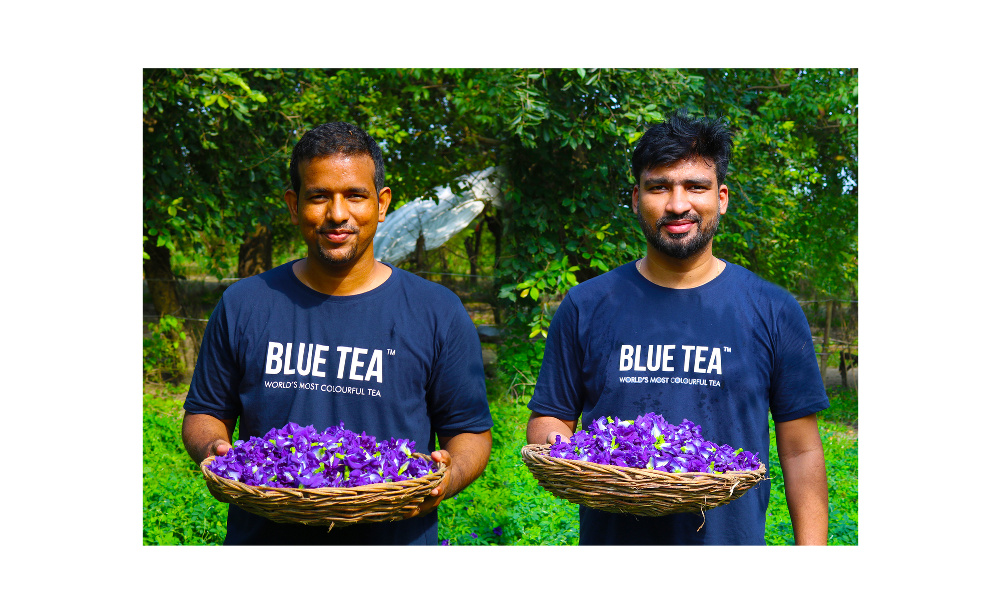 We Offer Health In Every Sip - Blue Tea