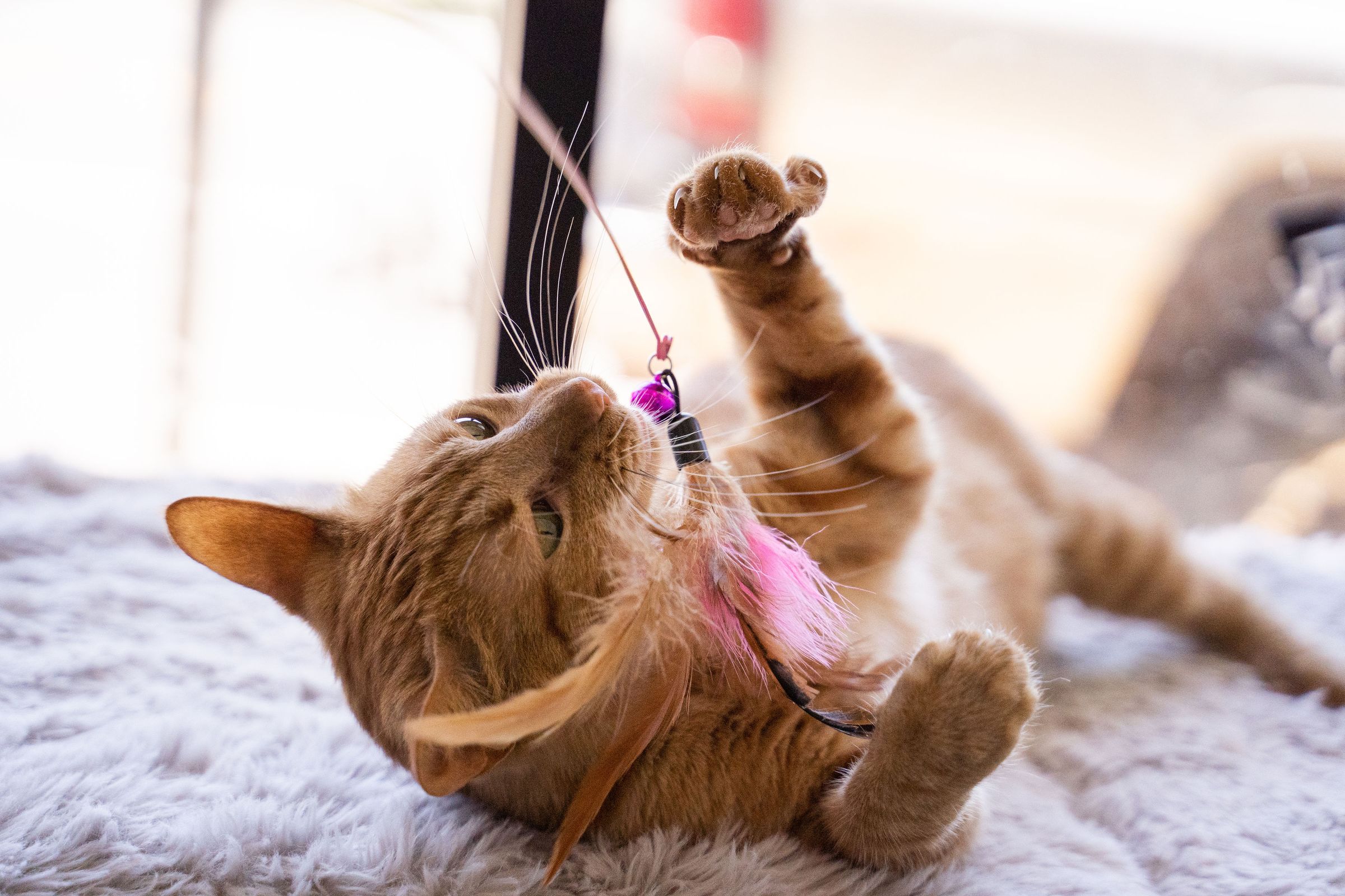 Seek Refuge From Daily Life Popoki + Tea